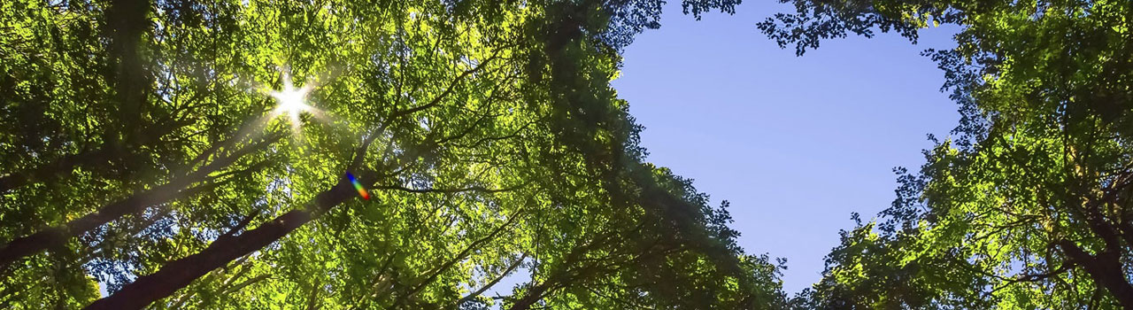 Une forêt avec des arbres et un coeur pour la durabilité